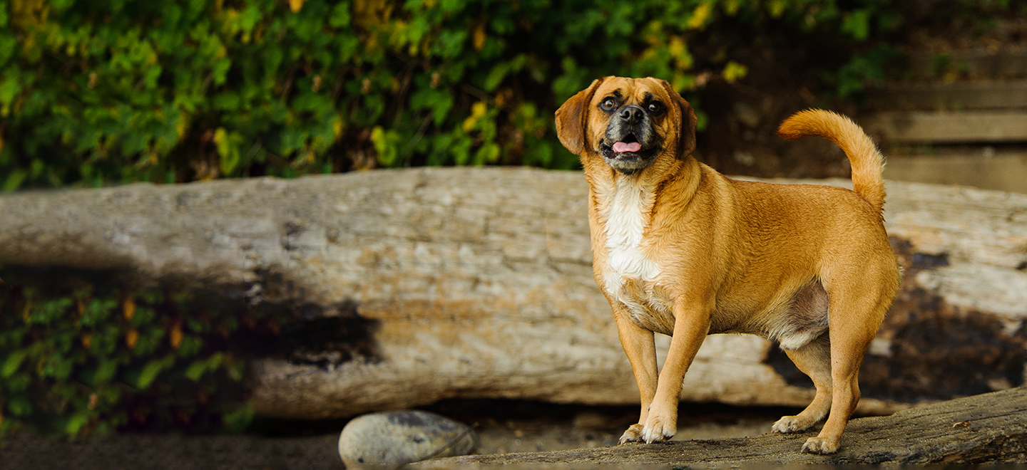 Tan Puggle (Pug Beagle Mix) dog standing on log image