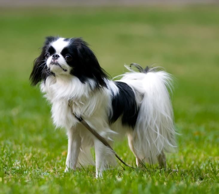 Picture of Japanese Chin