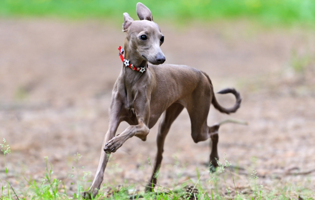 Discount show me a greyhound dog Free Shipping