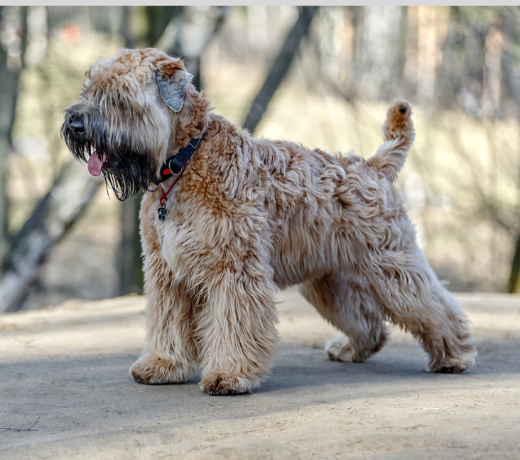 Picture of Wheaten Terrier