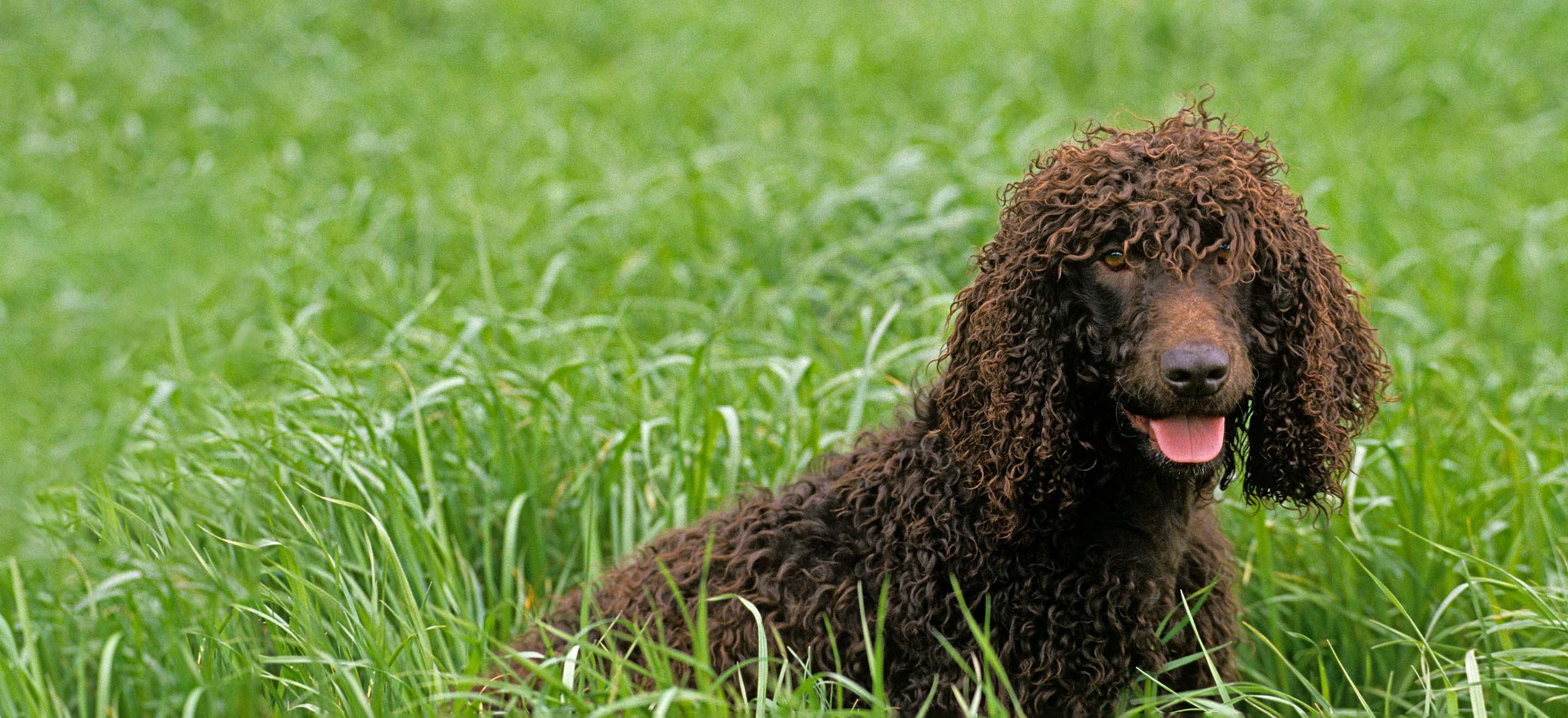 Brown Irish Water Spaniel dog sitting in tall grass image