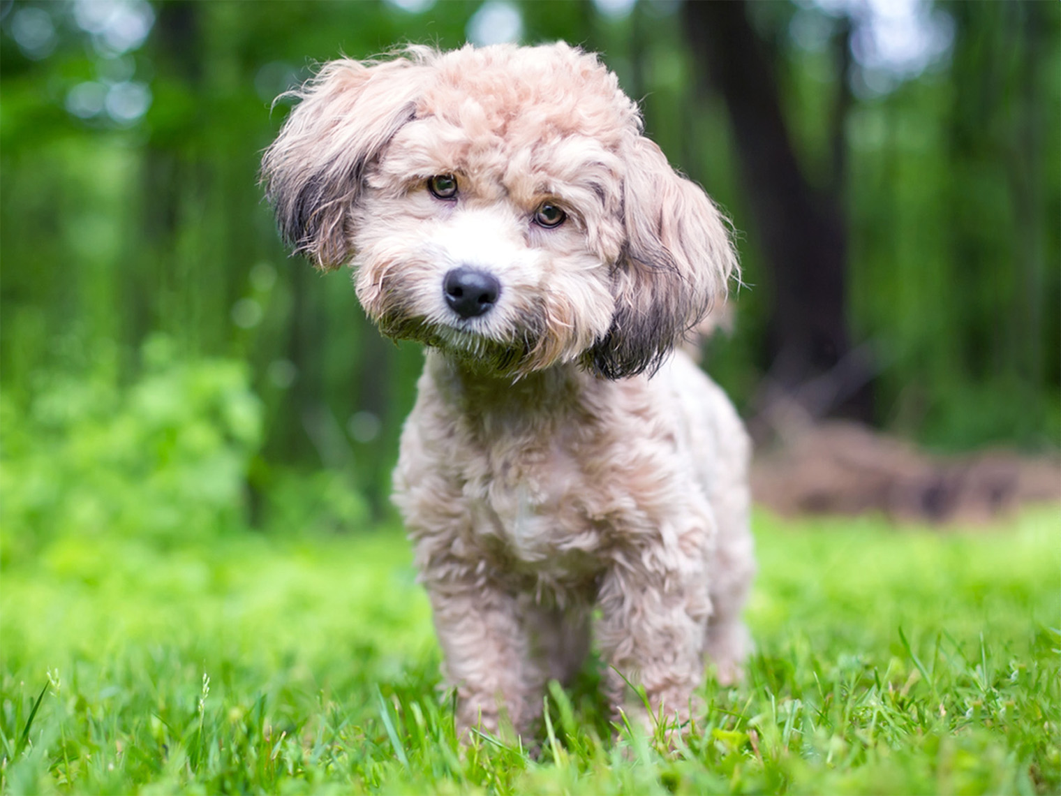 Doxiepoo: What to Know Before Adopting a Dachshund–Poodle mix