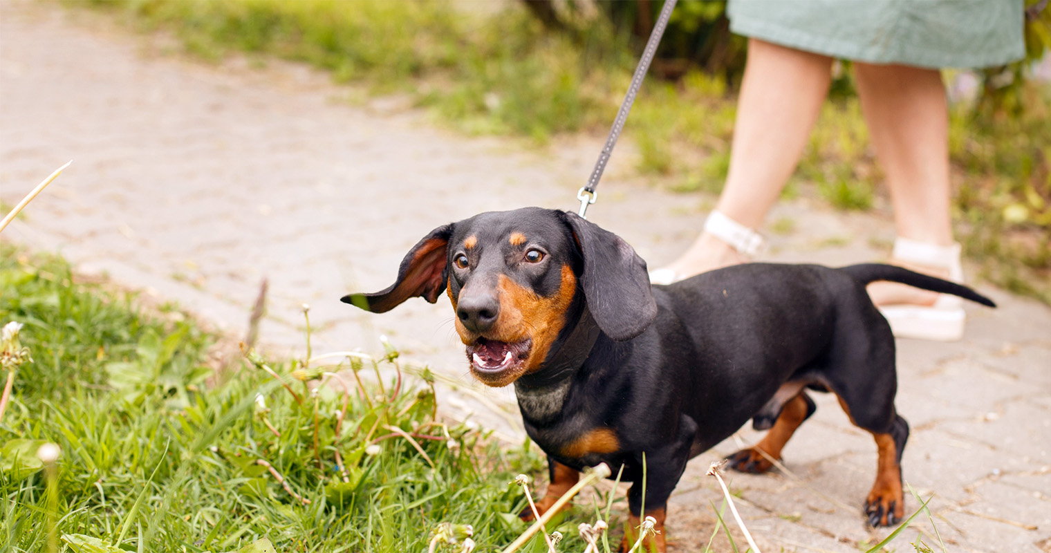 What Does It Mean When Your Dog Barks at You?