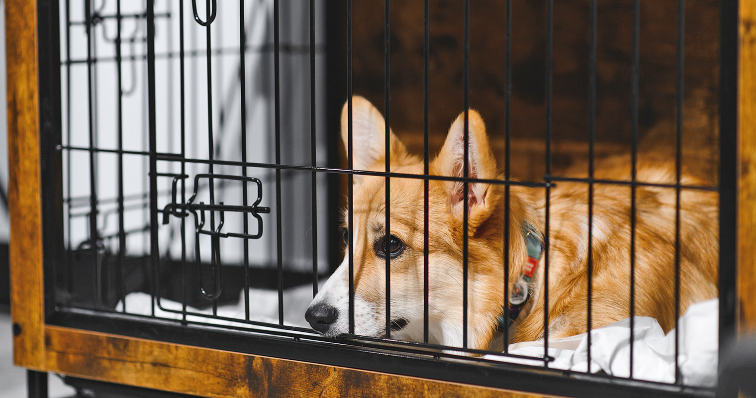 Frequently Asked Questions of how to get puppy to stop barking in crate