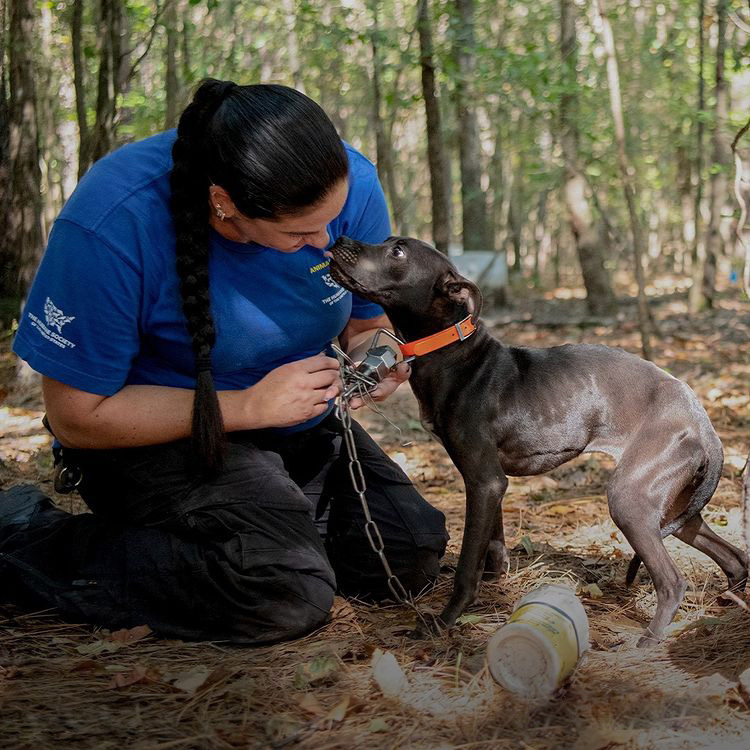 How to Help the Dogs Saved From a Dog-Fighting Ring in South Carolina