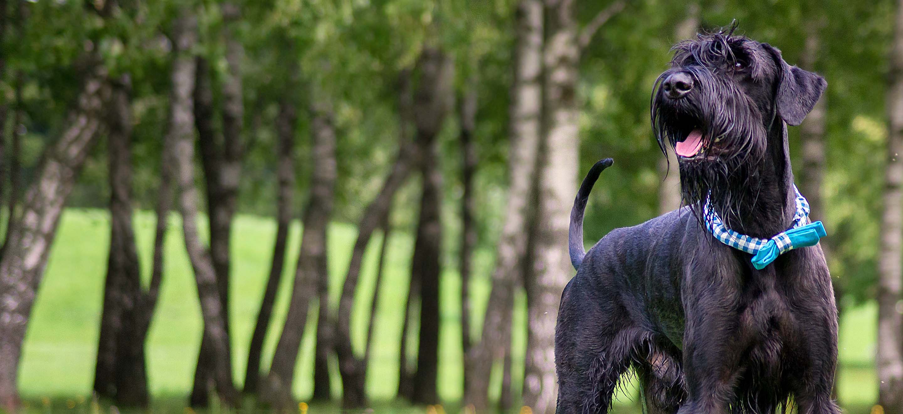 A Giant Schnauzer dog standing in a treelined park wearing a blue plaid bowtie collar image