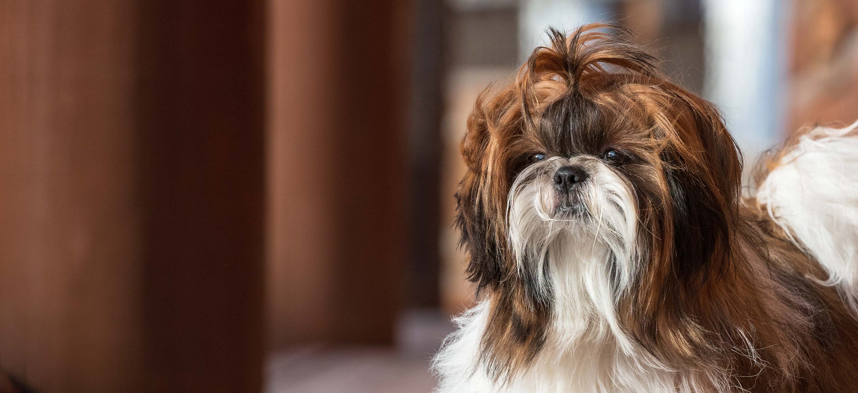 White, black and brown Shih Tzu dog standing between brown columns outside image