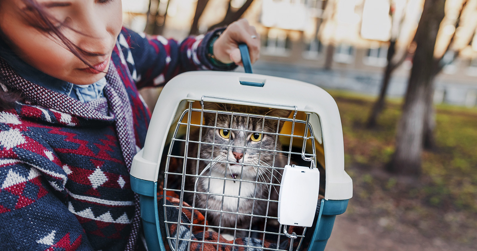 Petco cats outlet