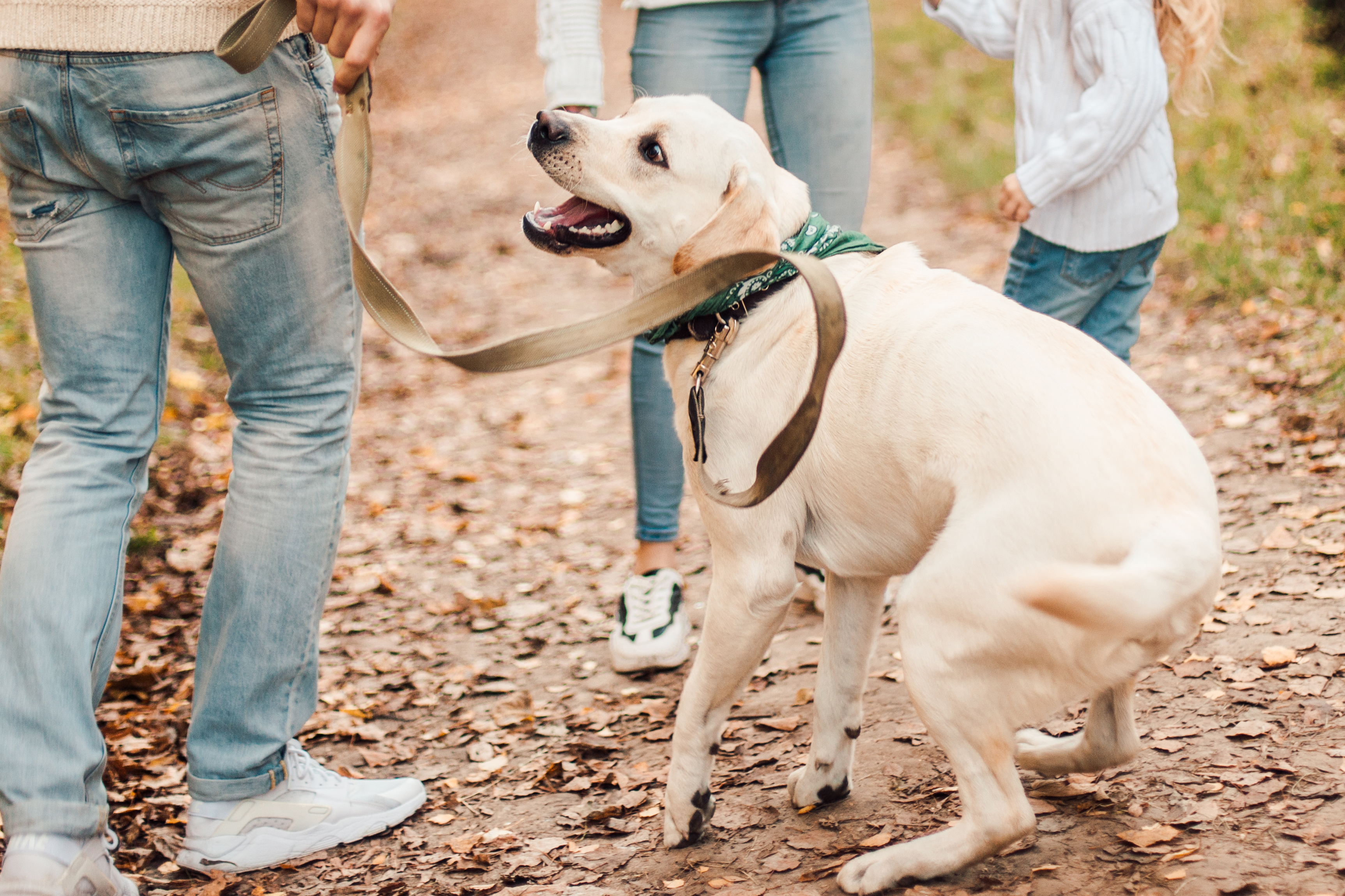 are yellow labs good family dogs