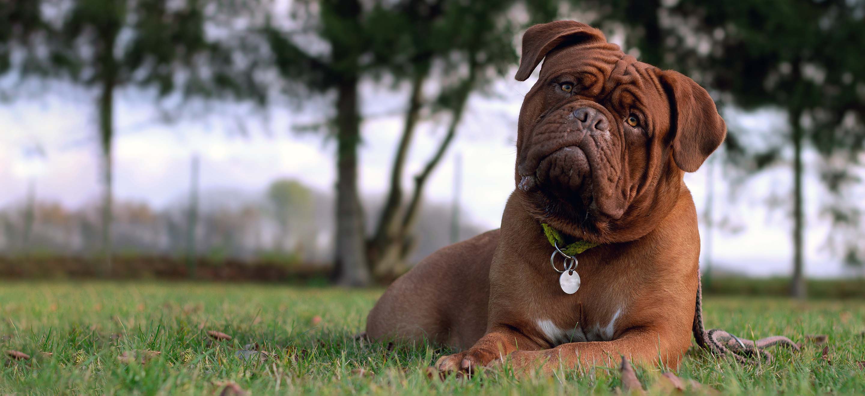 A red Dogue de Bordeaux laying in a grassy park image