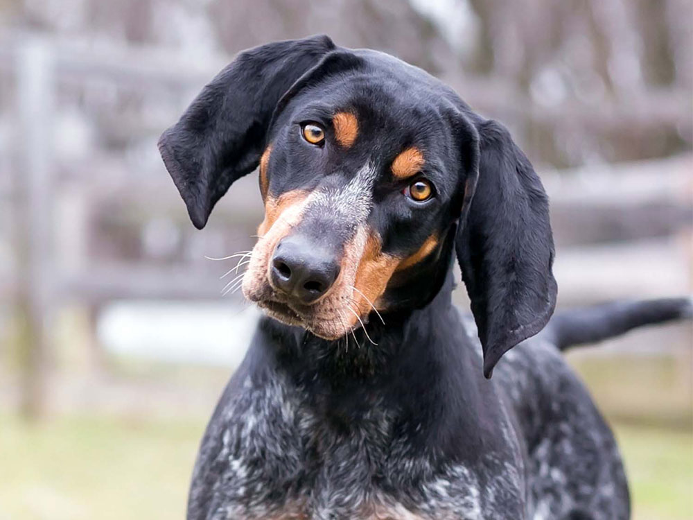 Hound Dog Breeds: Temperament, Traits, and Pictures