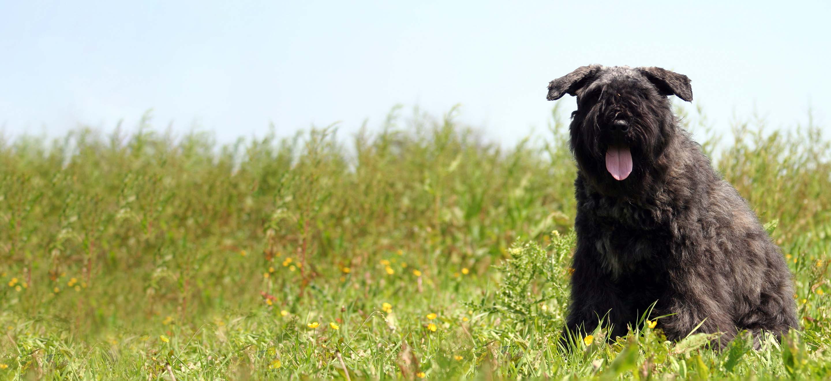 A Bouvier Des Flandres dog standing in a tall grass field image