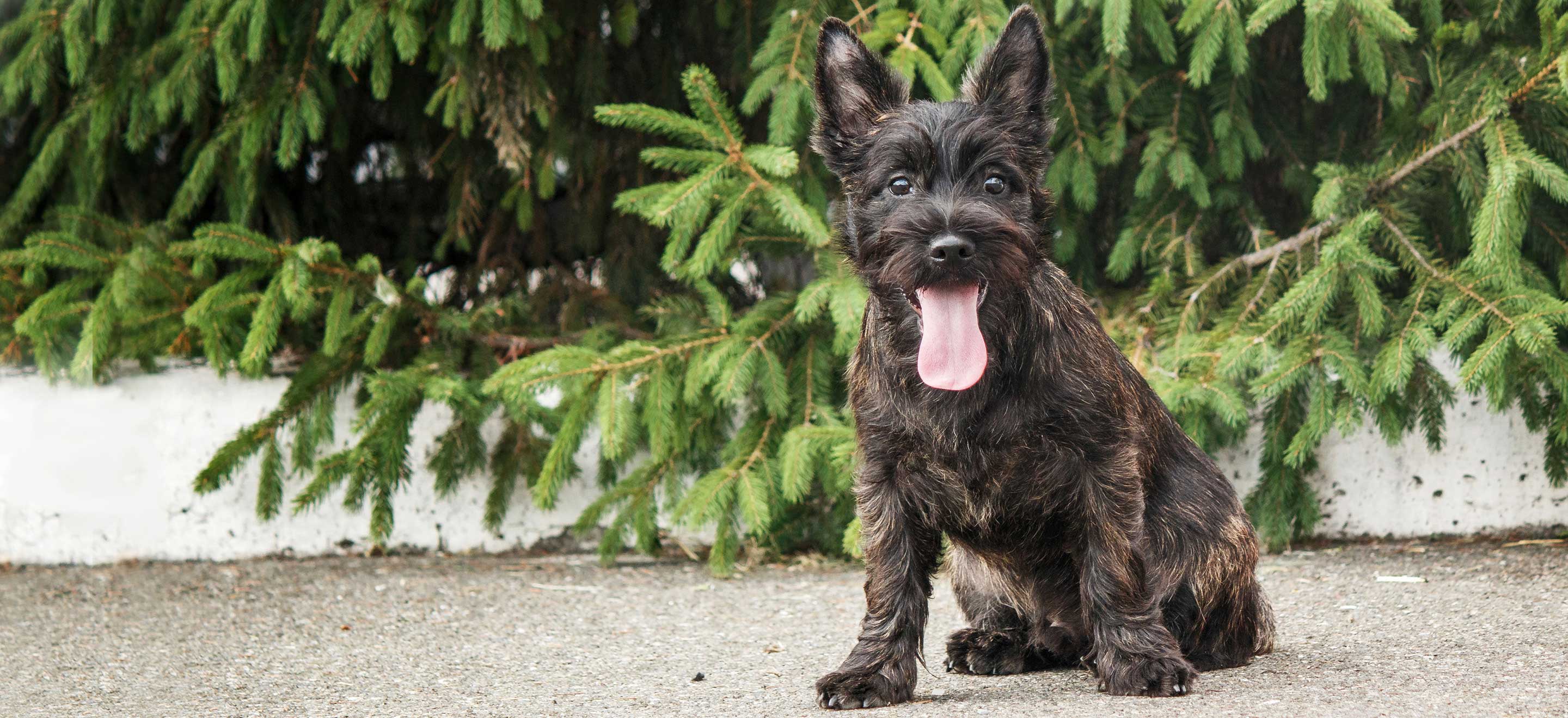 Cairn terrier pup in front of evergreen image