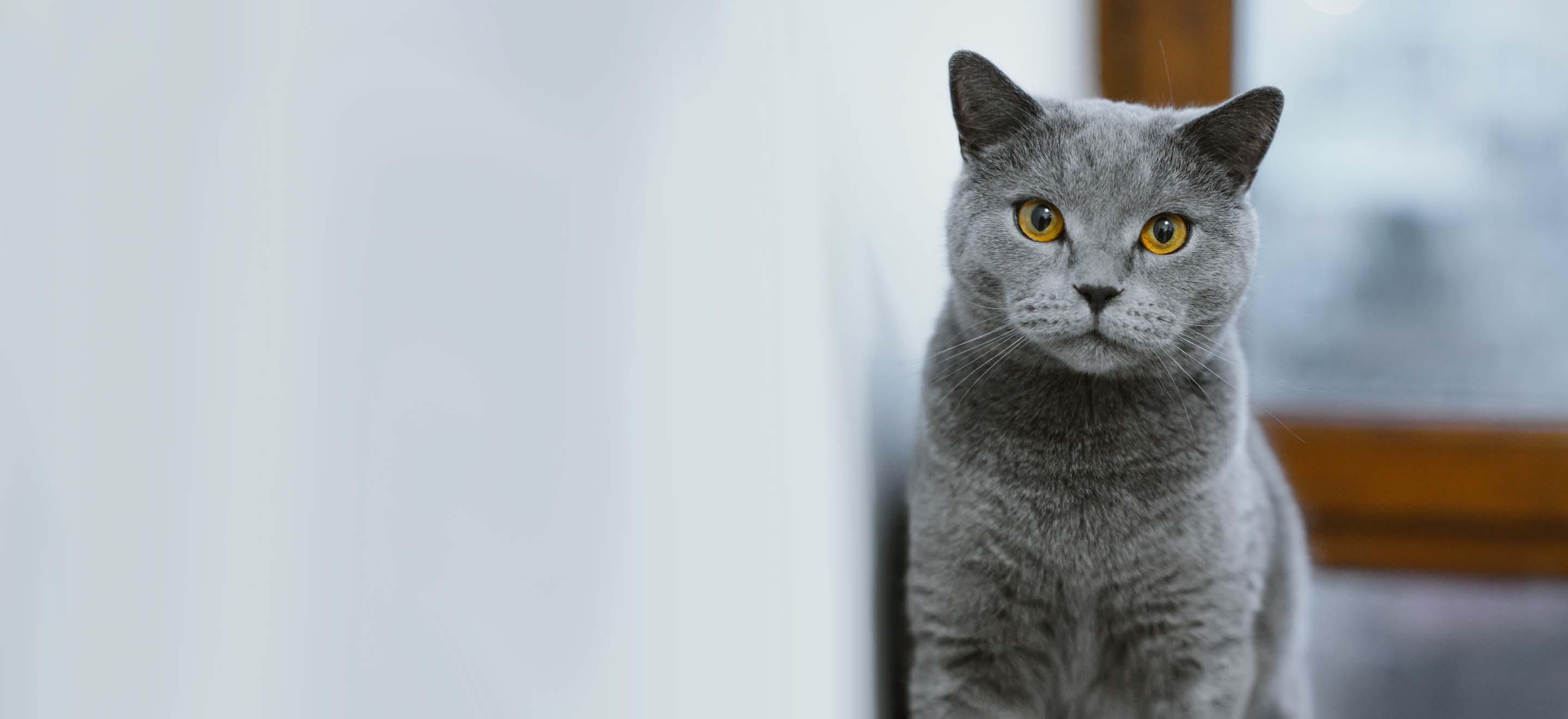 Gray British Shorthair cat with yellow eyes looking at the camera leaning against the wall image
