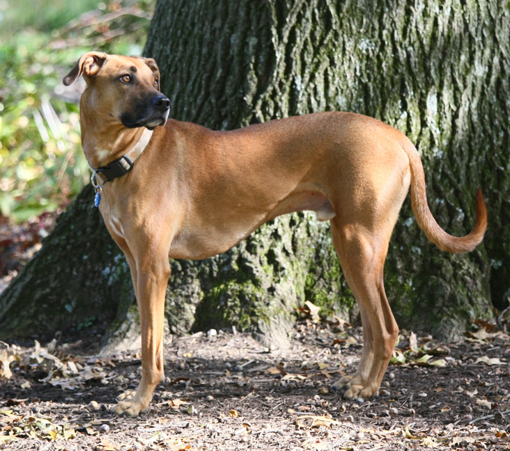 Picture of Black Mouth Cur