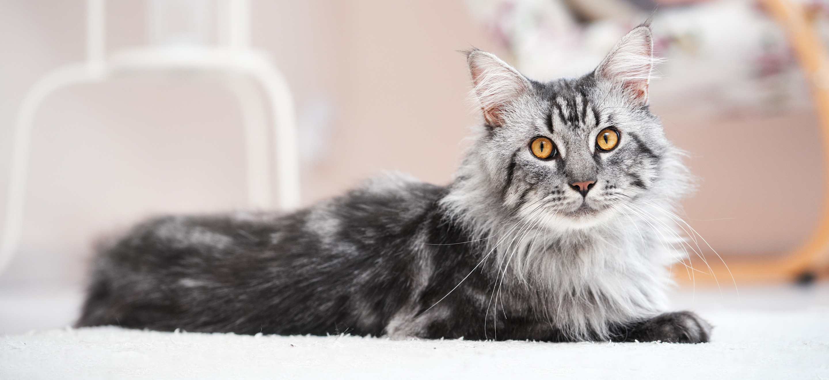 Gray and black Maine Coon cat with yellow-orange eyes image