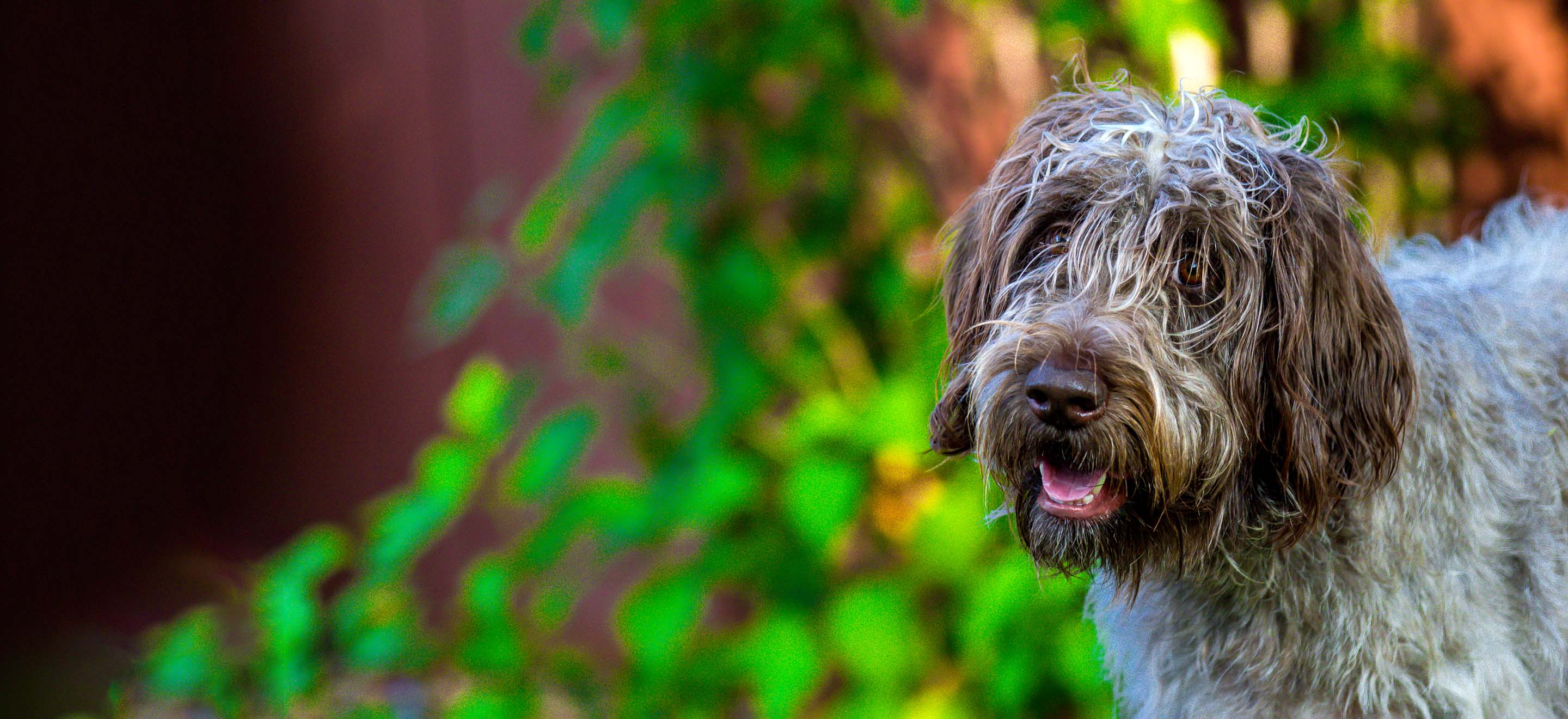 A close-up of a Wirehaired Pointing Griffon dog in the backyard image