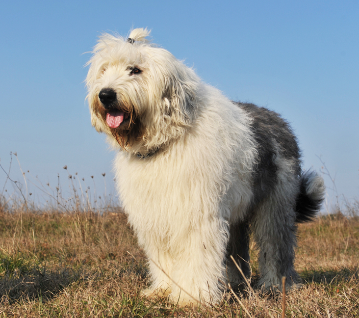 Picture of Old English Sheepdog