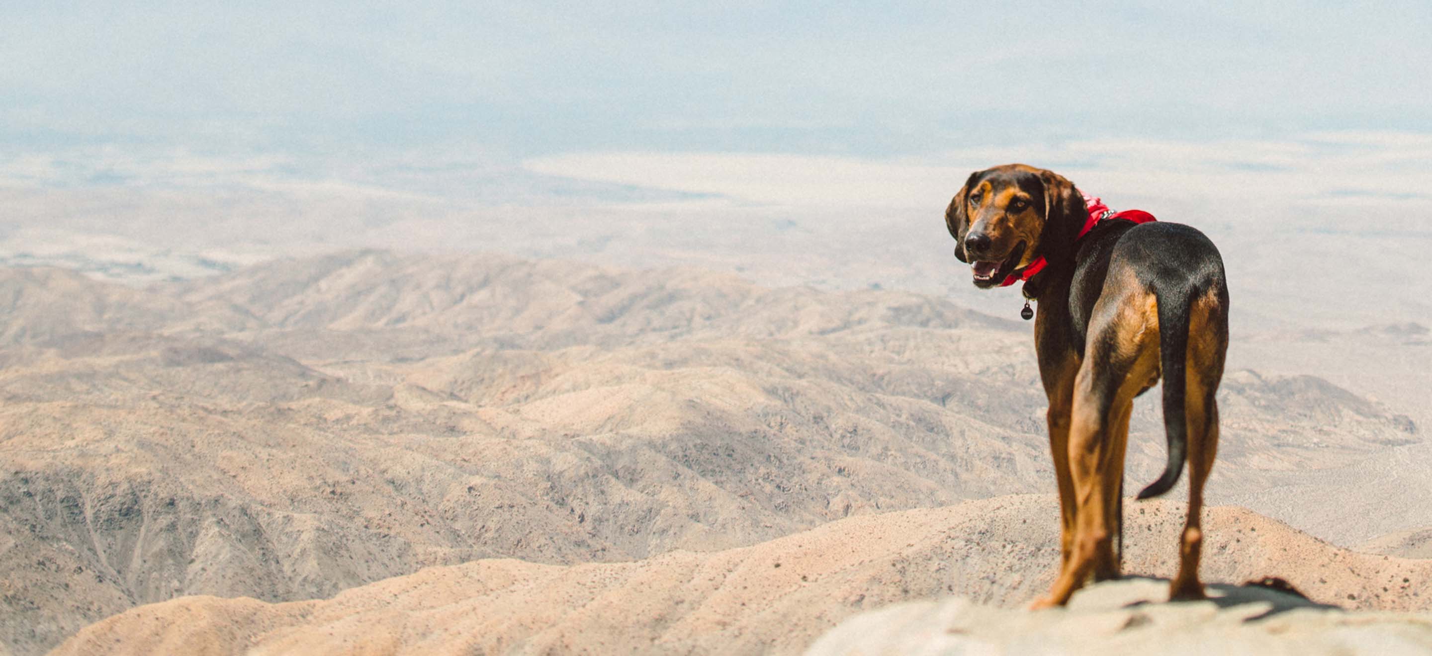 A Black And Tan Coonhound standing on a cliffside overlooking a desert mountain-ridge image