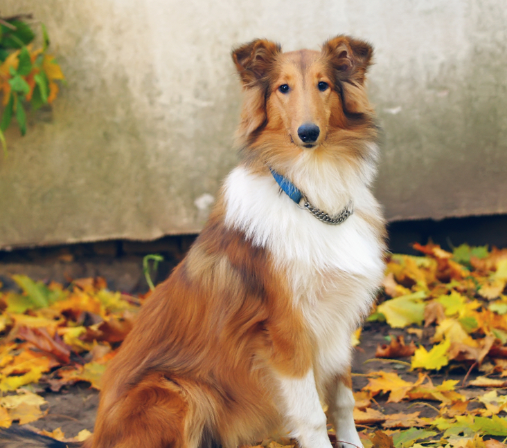 Rough collie for store adoption near me