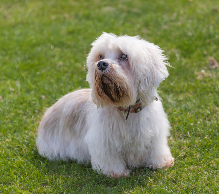 Picture of Dandie Dinmont Terrier