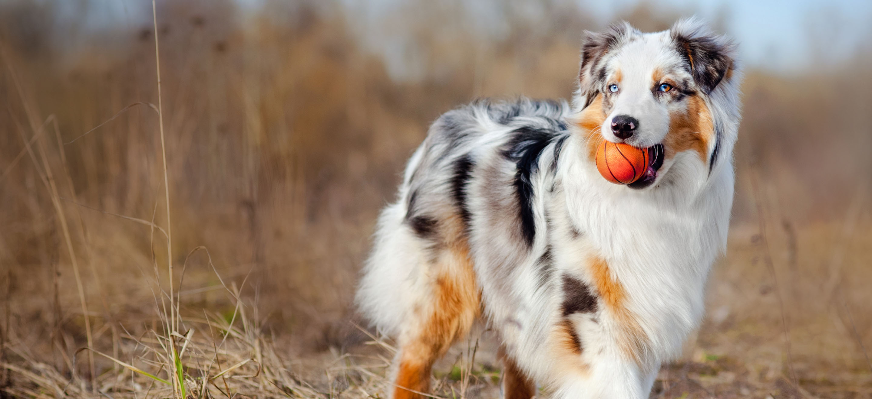 Gray Australian Shepherd with ball in mouth image