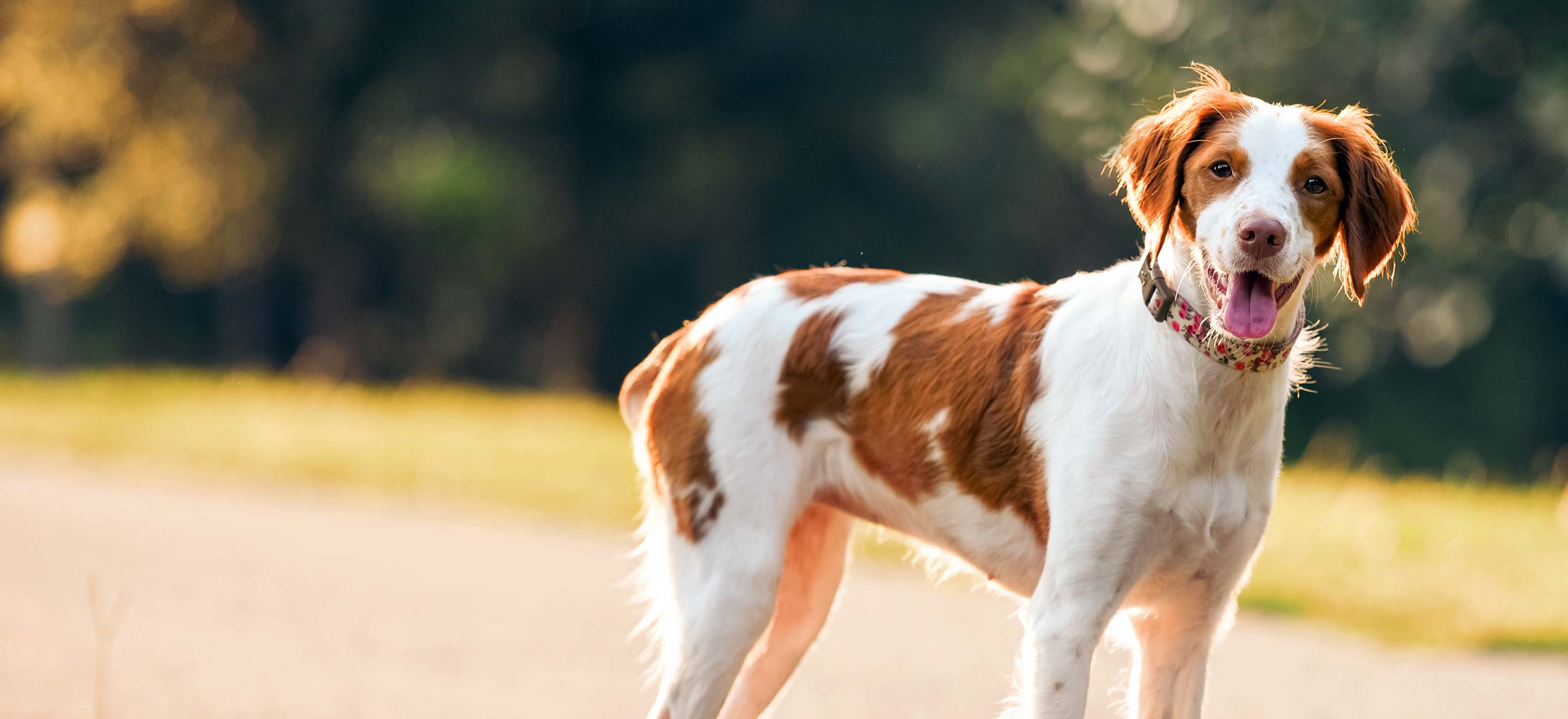 A Brittany dog standing on a walking path at the park image