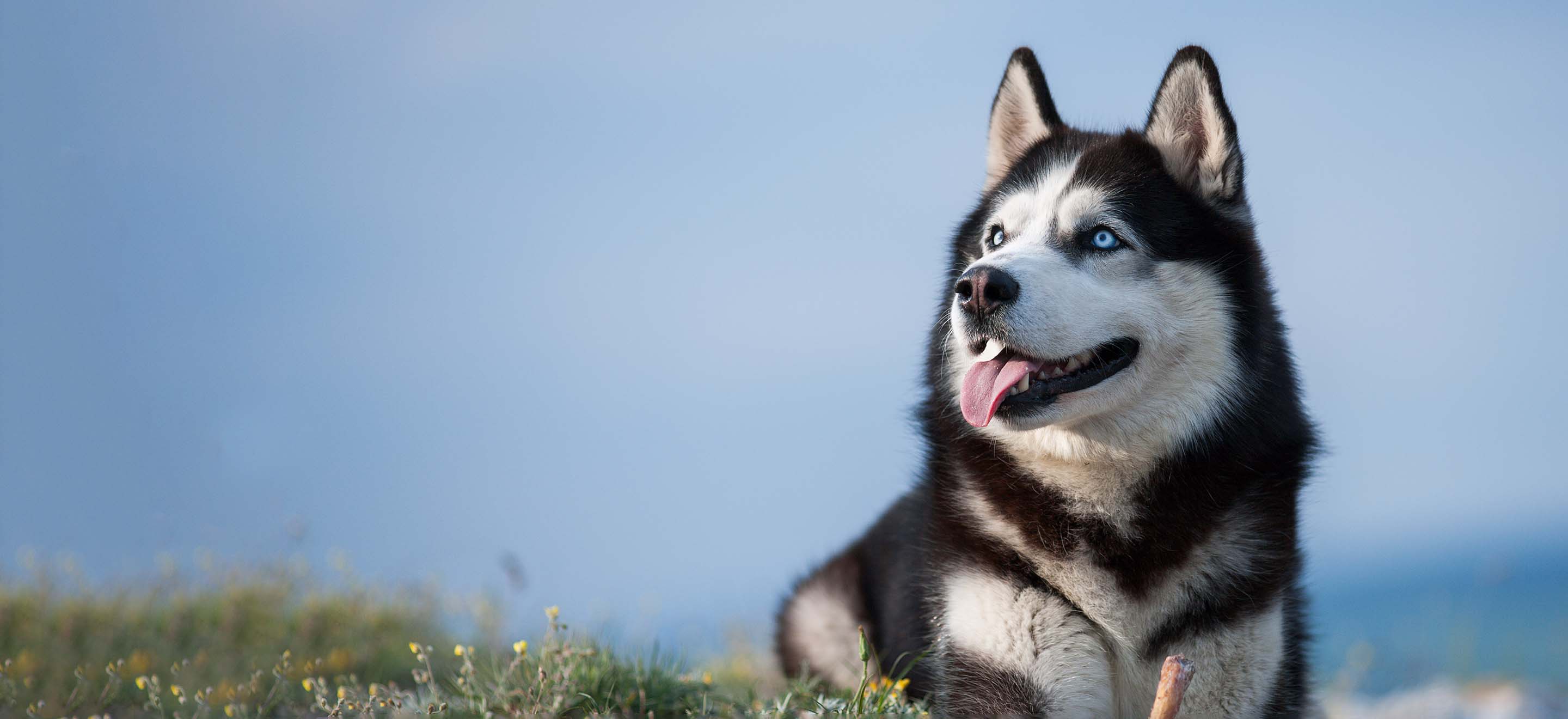 Black and white Husky dog laying on the grass outside image