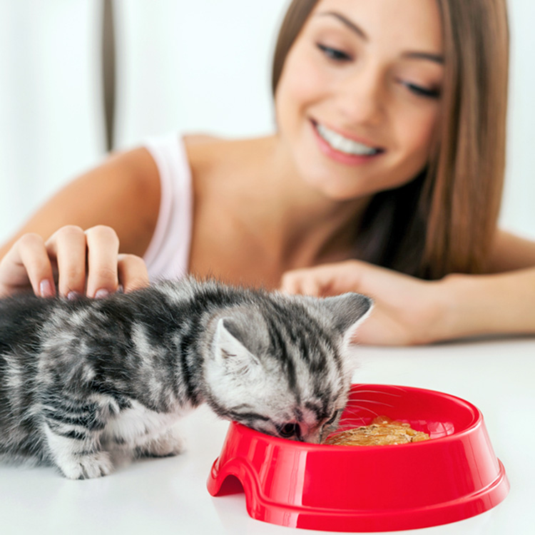 Can You Overfeed a Kitten? Diet Guidelines