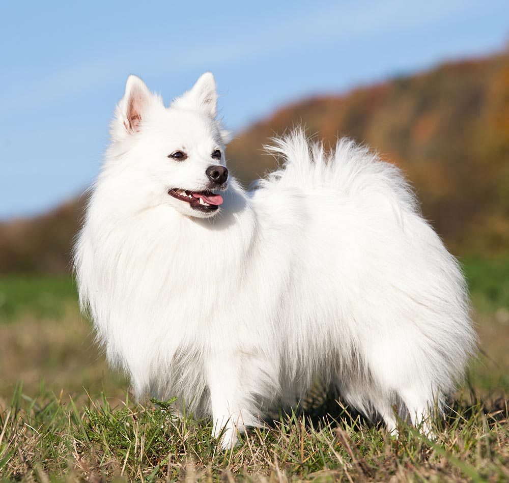 Picture of German Spitz
