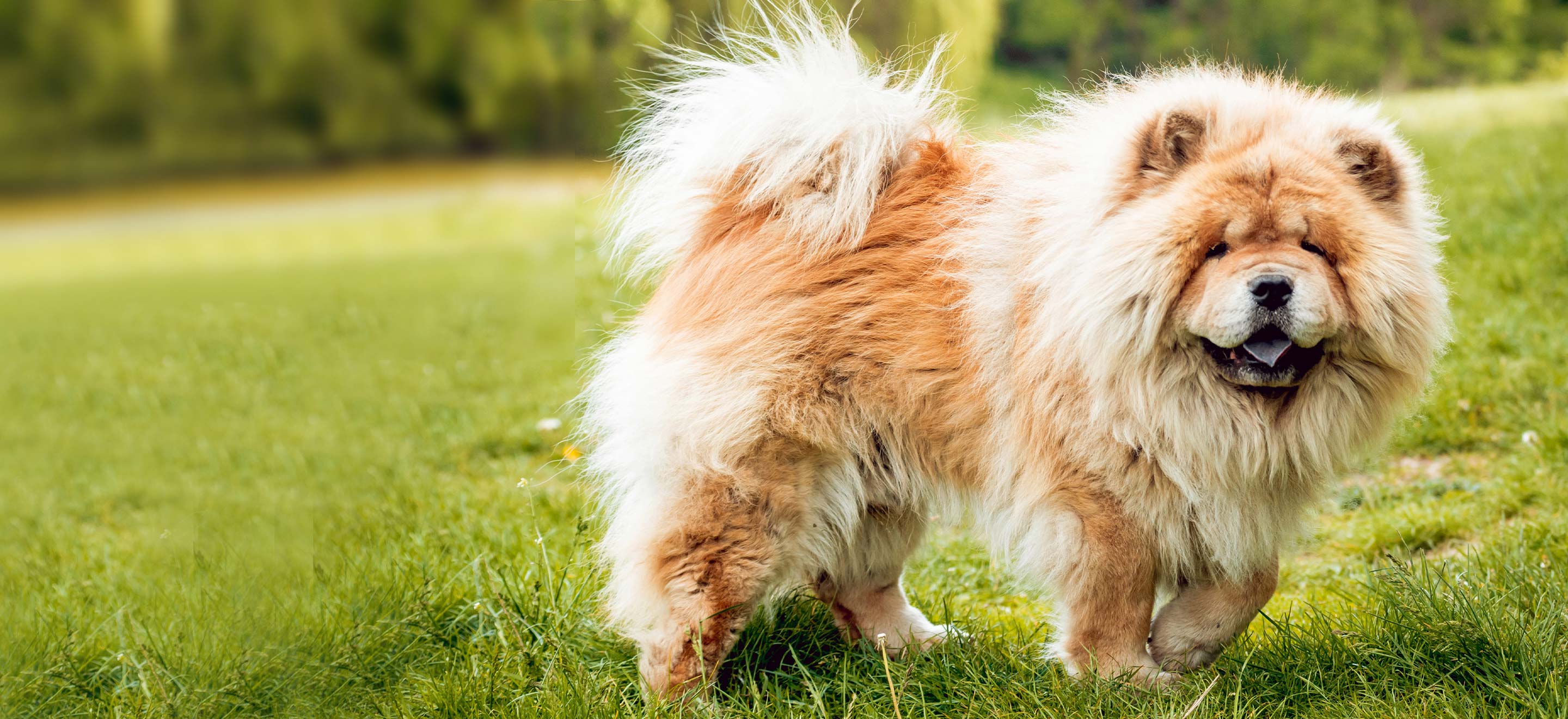 Fluffy tan Chow Chow walking on grass image