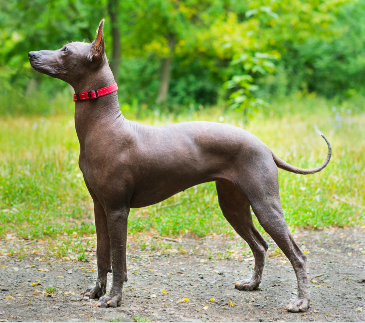 Picture of Xolo, Xoloitzcuintli/Mexican Hairless