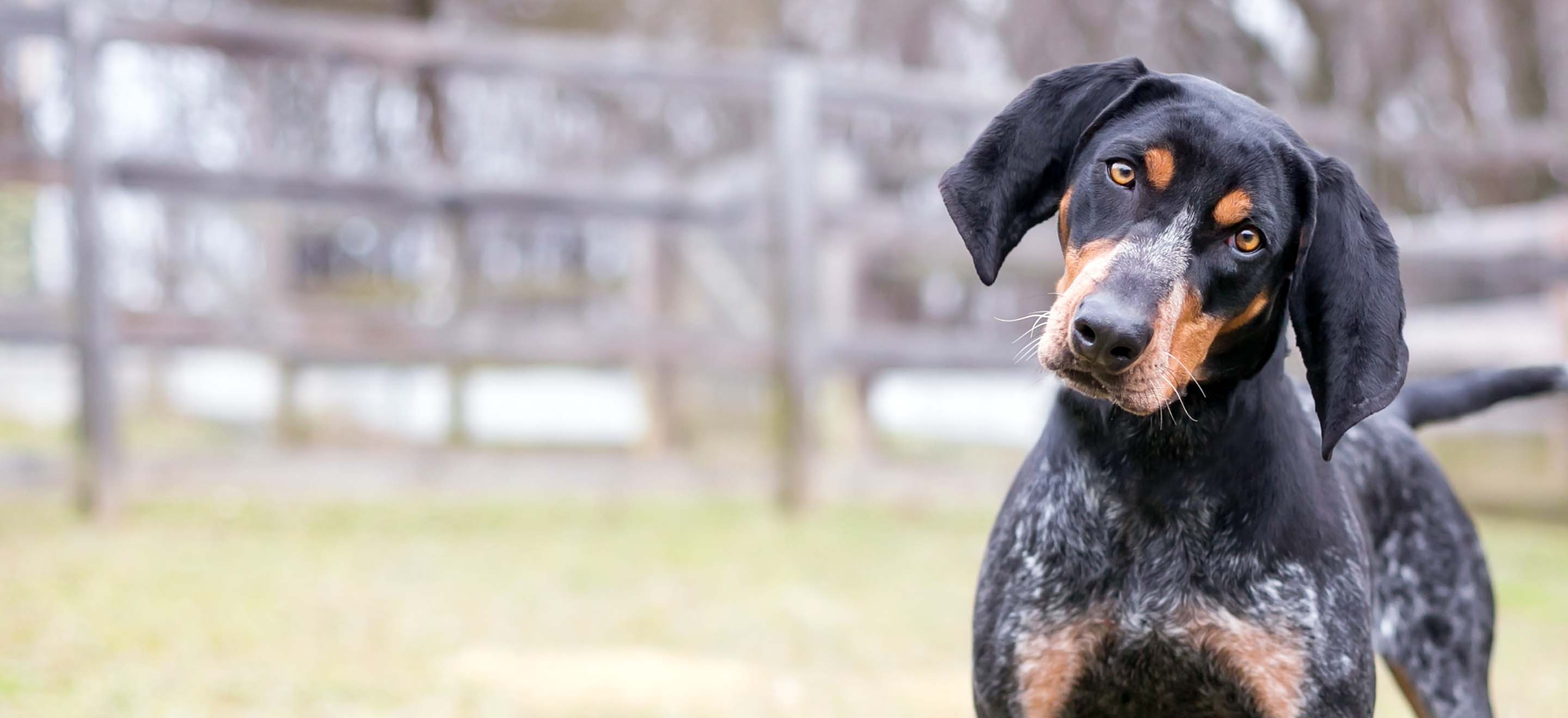 A Bluetick Coonhound dog with its head cocked standing in a fenced field image