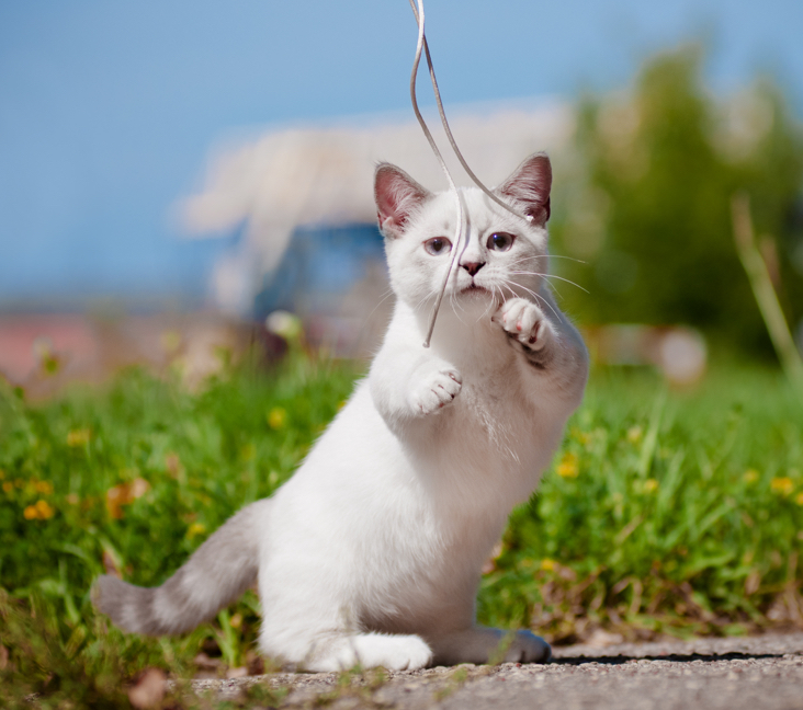 Munchkin cat for hot sale sale near me