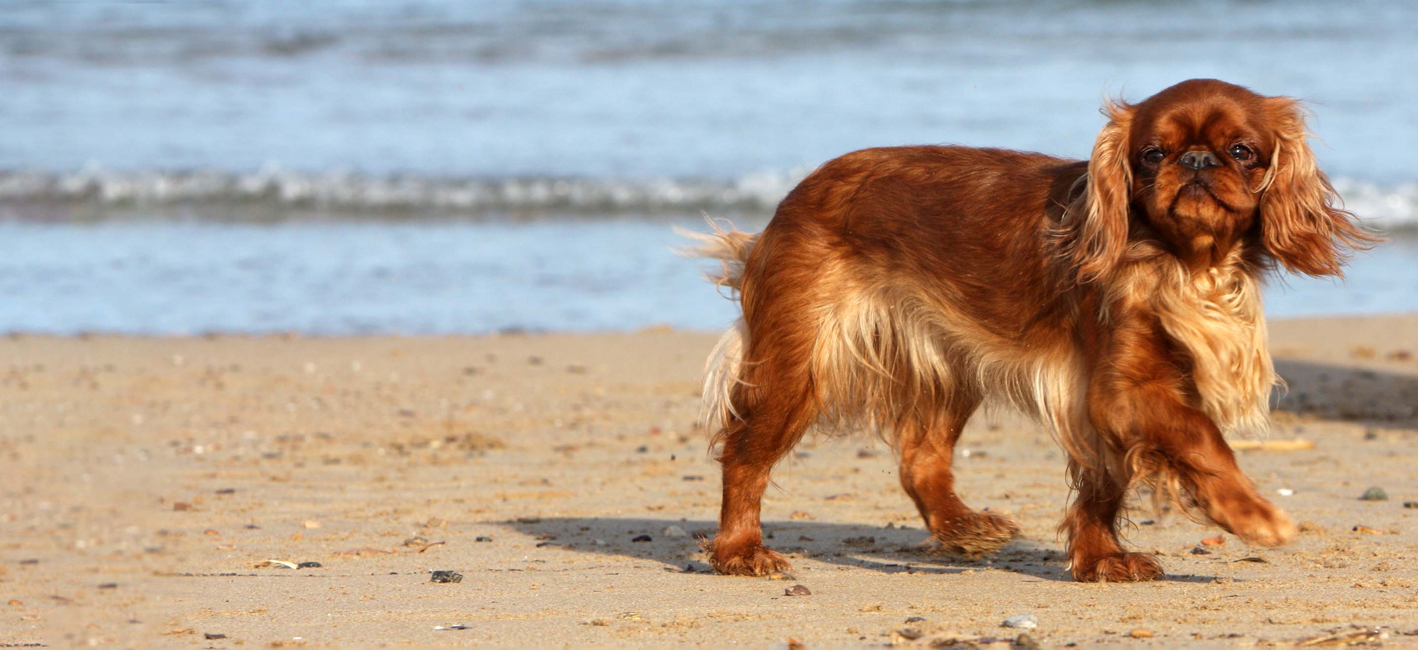 A red English Toy Spaniel dog walking on the sea shore image