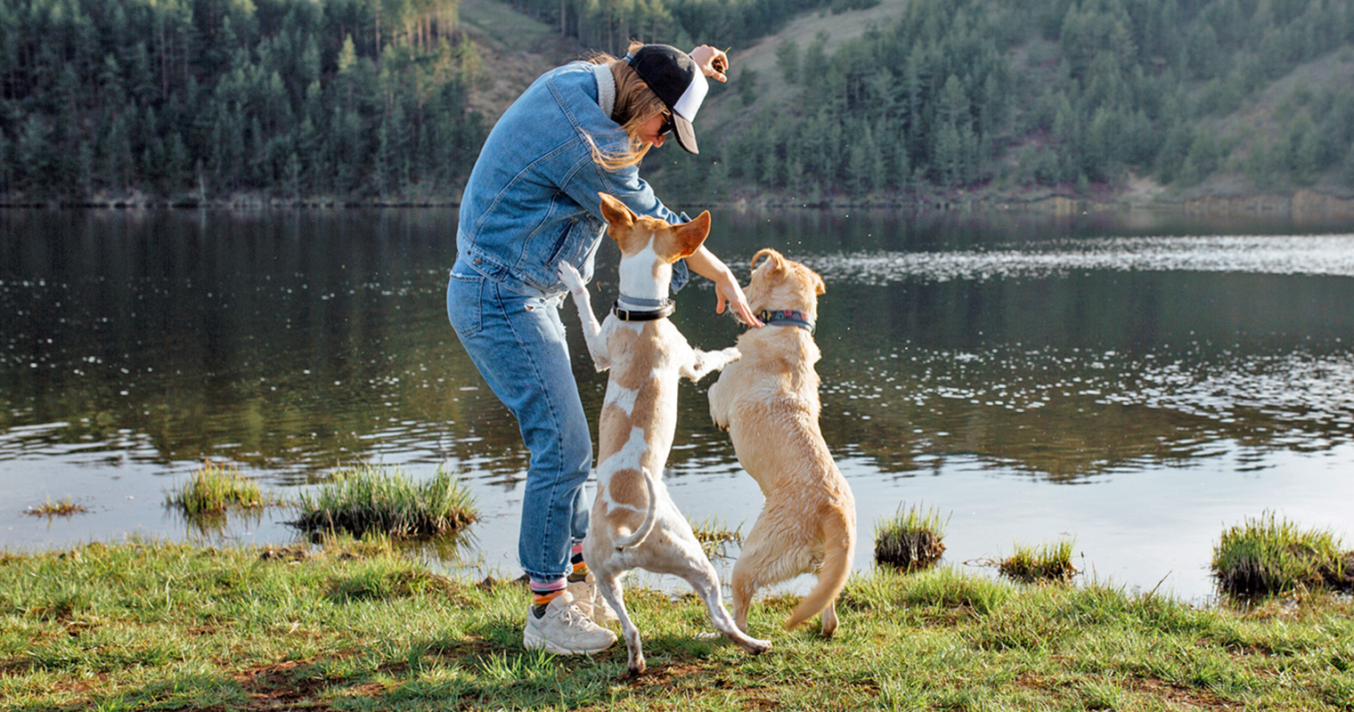 Why Do Dogs Jump Up?