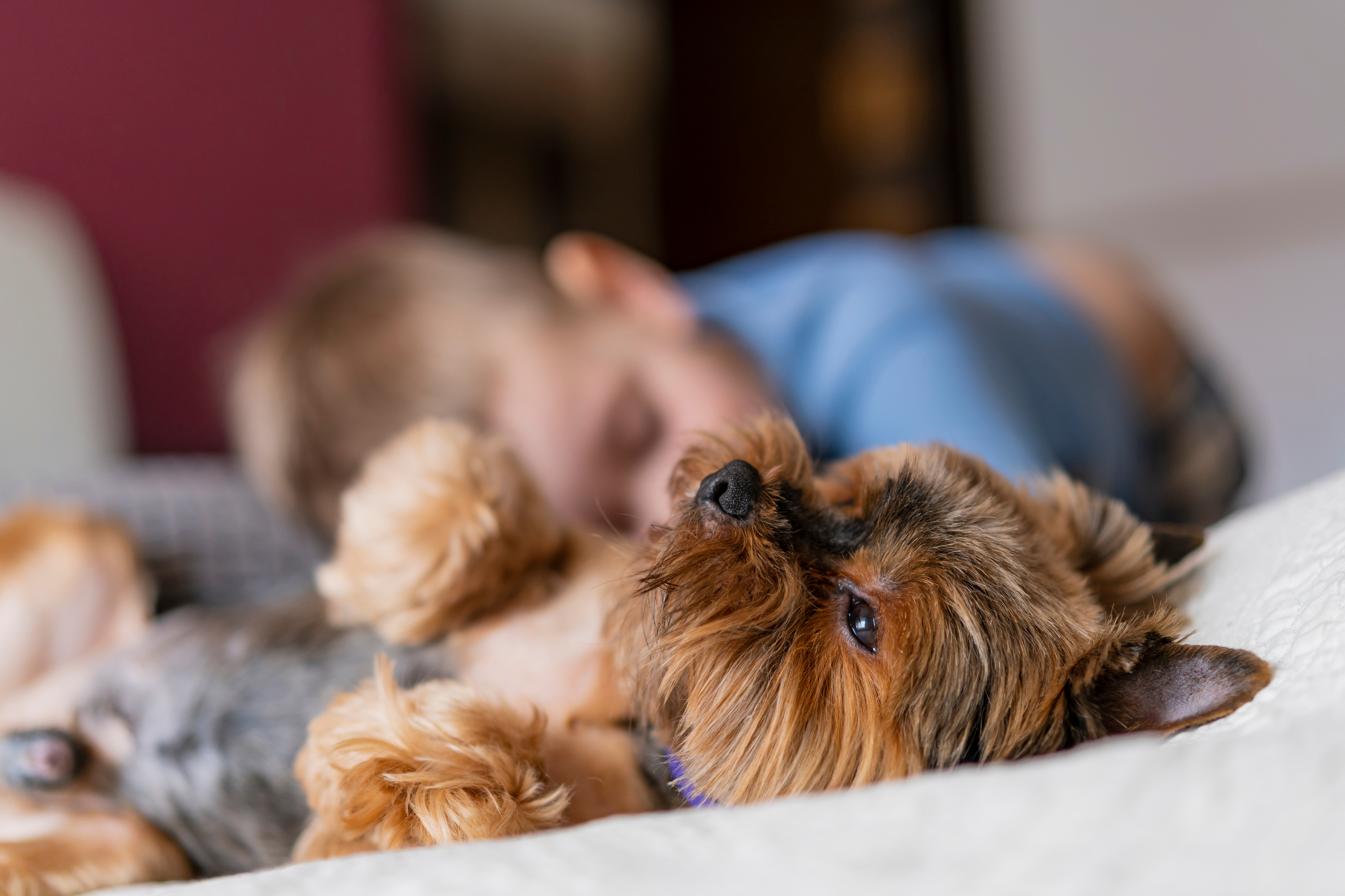 are yorkshire terriers good with kids