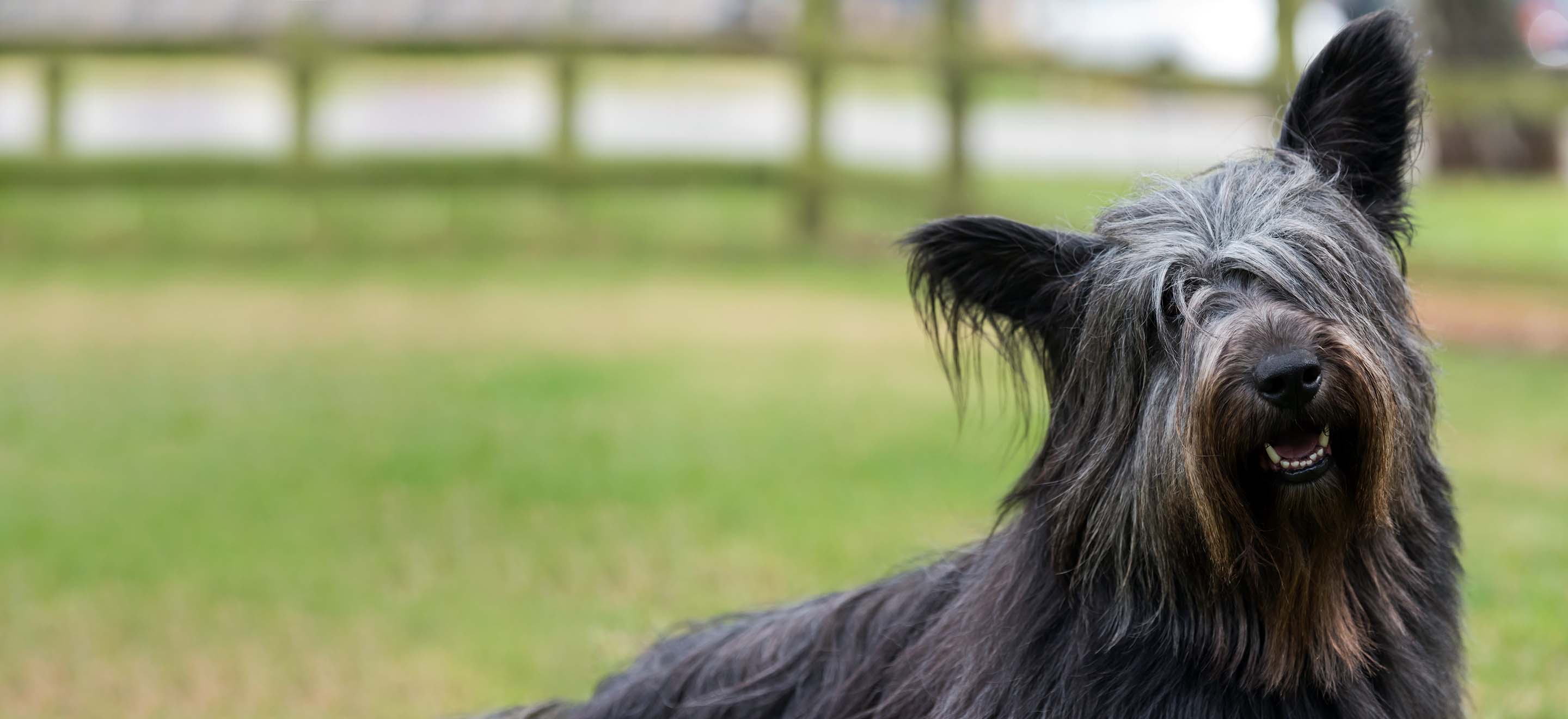 A close-up of a Skye Terrier dog standing in a fenced in field image