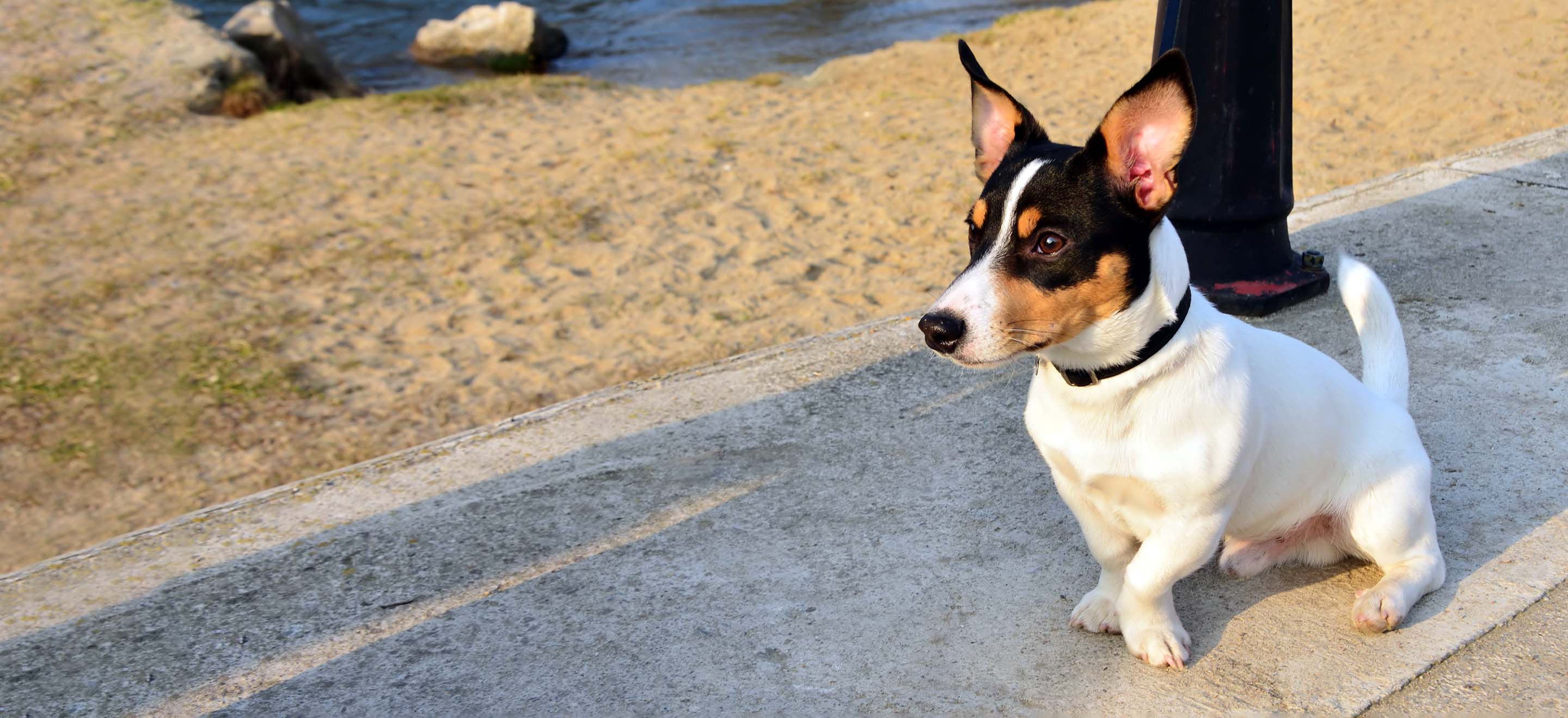 A Toy Fox Terrier dog standing on the sidewalk next to the beach image
