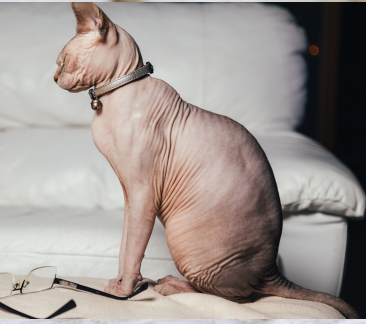 Hairless cat best sale adoption near me