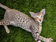 What Cat Breeds Have Double Coats