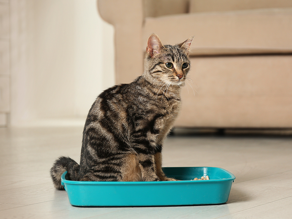 How to Train a Cat to Use a Litter Box - Adopt a Pet