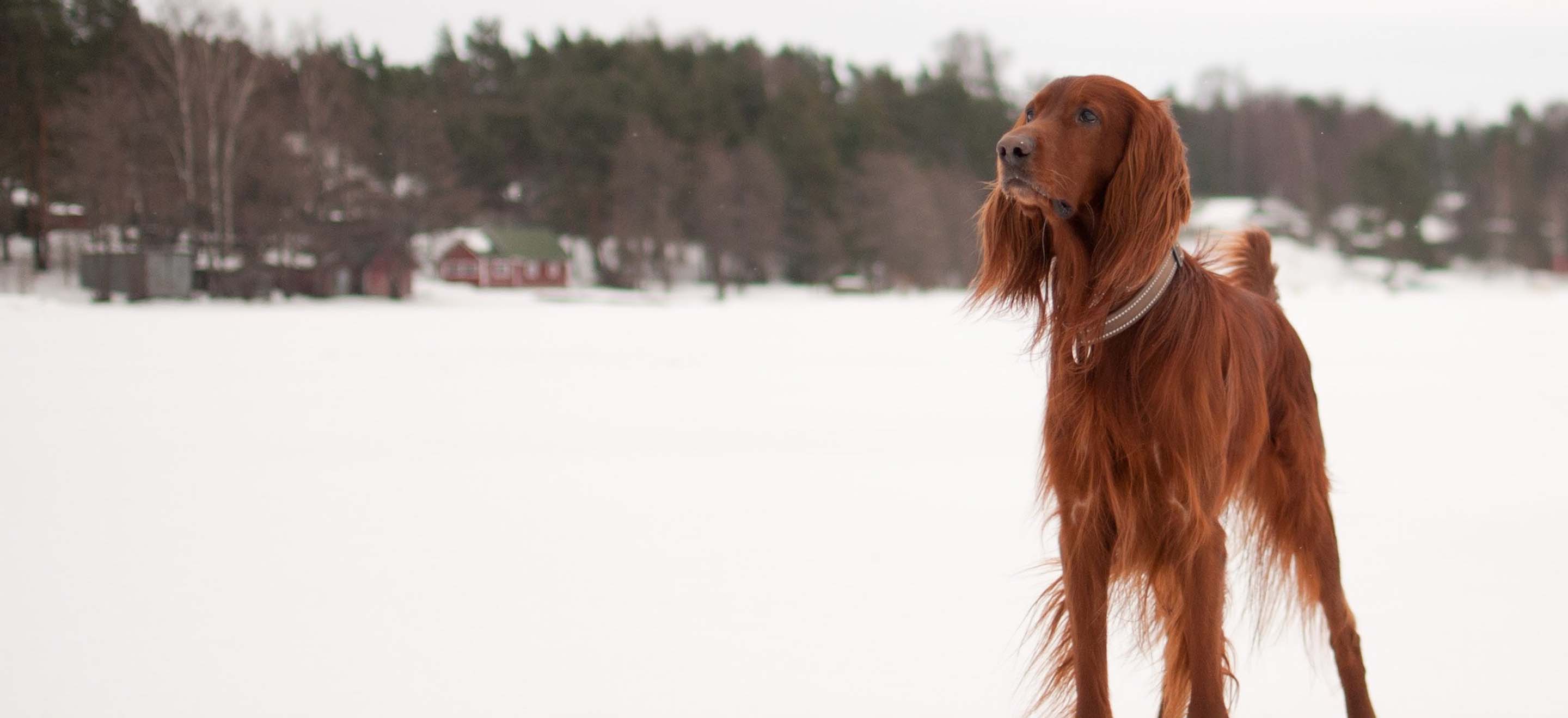 A red Irish Setter dog standing in a snow-covered field image