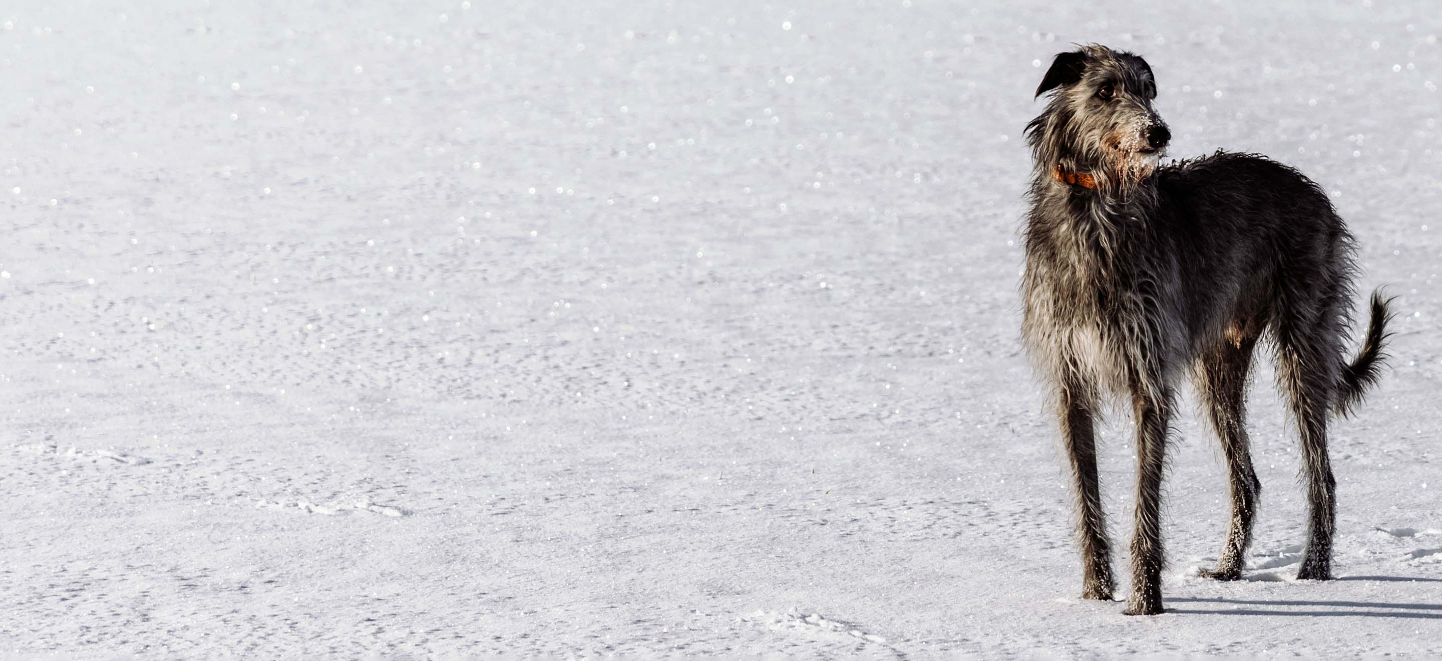 A dark brown Scottish Deerhound standing in a snow-covered field image