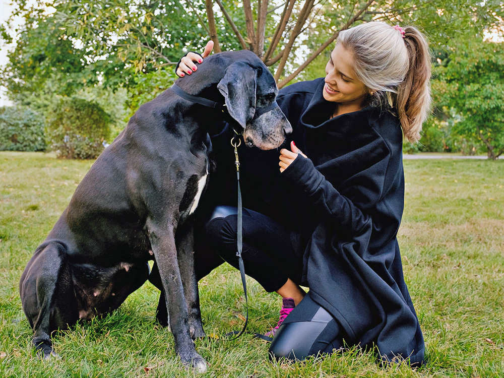 Great Dane Big Therapy Dogs Service Animal Great Danes As Service