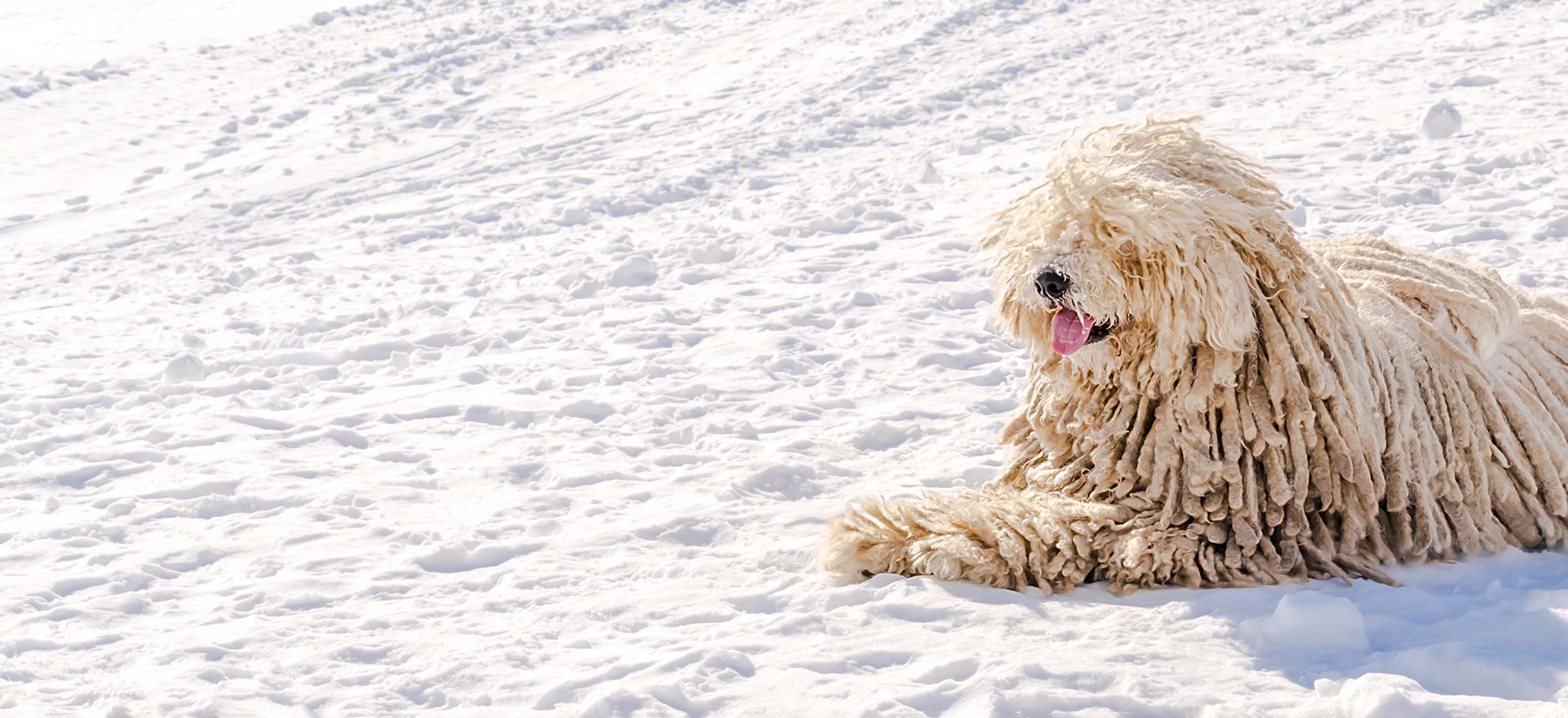 Komondor dog with dreadlocks sitting in a snow-covered field image