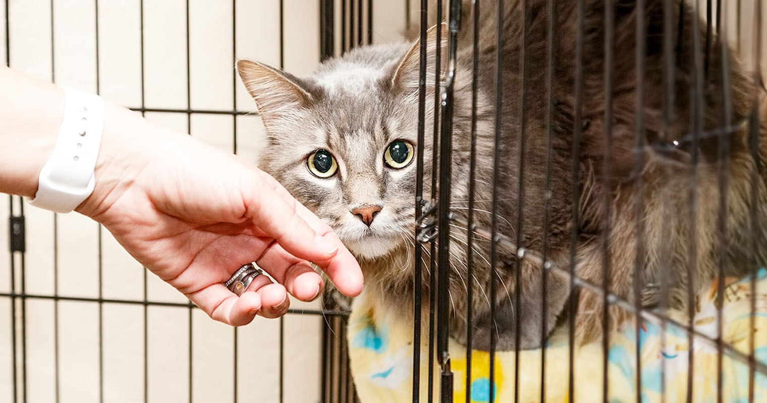 10 Questions to Ask When Adopting a Cat from a Shelter