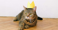 2023 Funniest Cat Names 2023 Funniest Cat Names