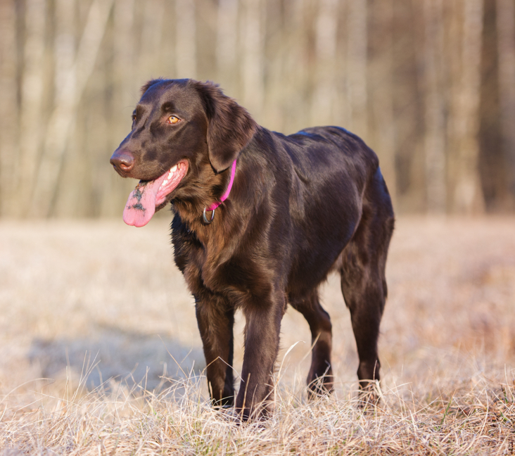 Picture of Flat-Coated Retriever