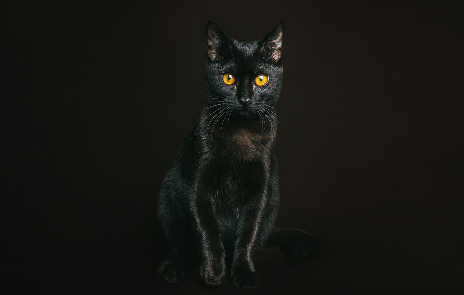Void Cats: Everything You Need to Know About Black Cats